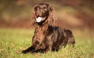 German Longhaired Pointer