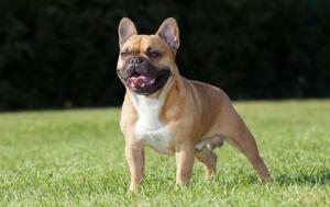 French Bulldog