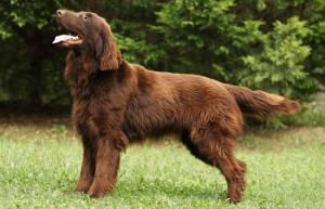 Flat Coated Retriever