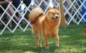 Finnish Spitz