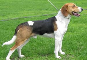 Finnish Hound