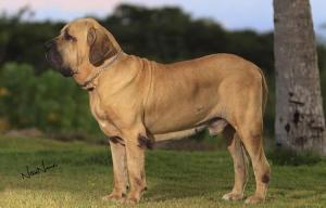 Fila Brasileiro