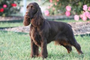 Field Spaniel