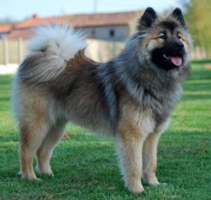 Eurasier