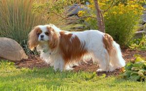 English Toy Spaniel