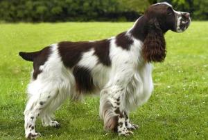 English Springer Spaniel