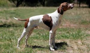 English Pointer