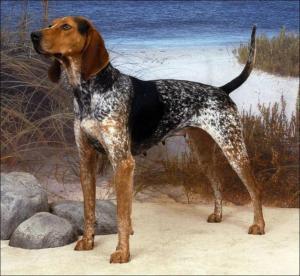 English Coonhound