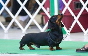 Dachshund