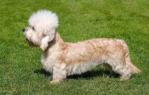 Dandie Dinmont Terrier