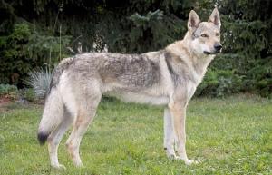 Czechoslovakian Wolfdog