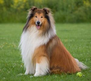 Collie