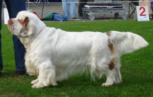 Clumber Spaniel