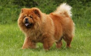 Chow Chow