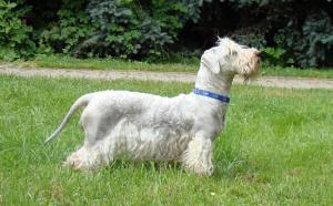 Cesky Terrier