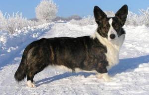 Cardigan Welsh Corgi