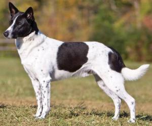 Canaan Dog