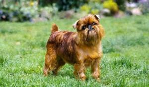 Brussels Griffon