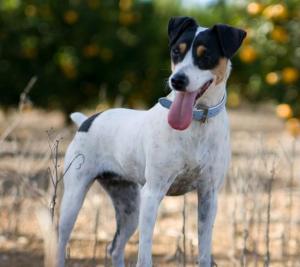 Brazilian Terrier