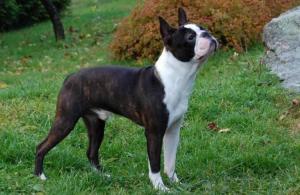 Boston Terrier