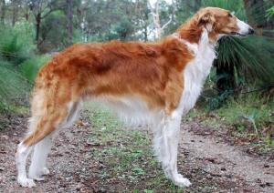 Borzoi