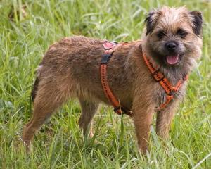 Border Terrier