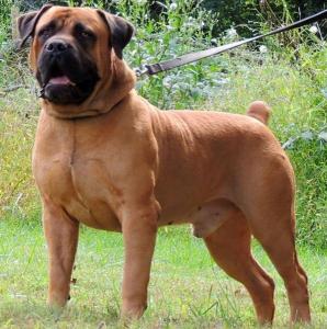 Boerboel