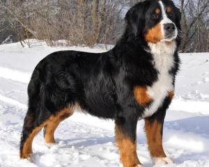 Bernese Mountain Dog