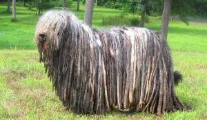 Bergamasco Sheepdog