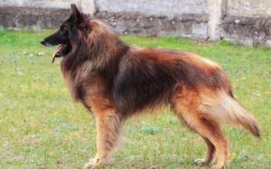 Belgian Shepherd Dog Tervuren