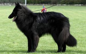 Belgian Shepherd Dog Groenendael