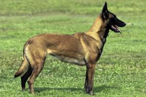 Belgian Shepherd Malinois