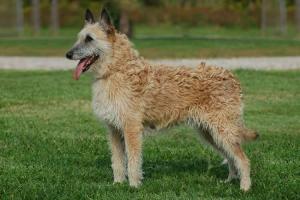 Belgian Shepherd Dog Laekenois