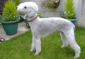 Bedlington Terrier