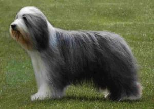 Bearded Collie