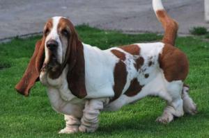 Basset Hound