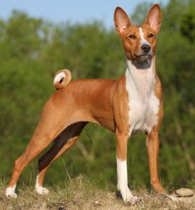 Basenji