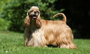 American Cocker Spaniel