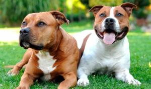 American Staffordshire Terrier