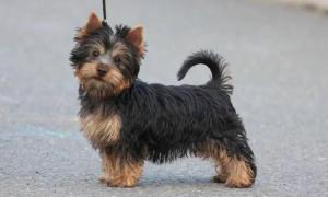 Australian Silky Terrier