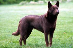 Australian Kelpie