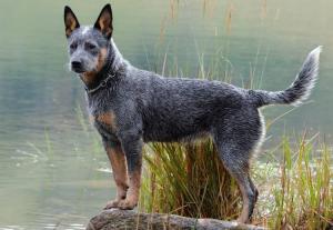 Australian Cattle Dog