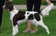 French Spaniel