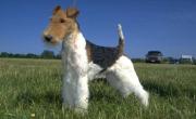 Fox Terrier Wire-Haired