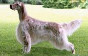 English Setter