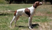 English Pointer