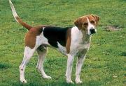 English Foxhound