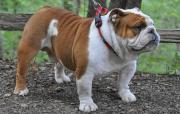 English Bulldog