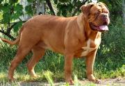 Dogue de Bordeaux