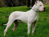 Dogo Argentino